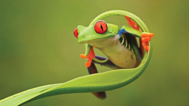 What other uses does a frog use its eyes for?